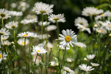 field of daisies