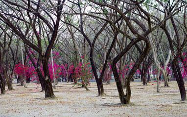 magenta Bougainvillea Blooming flowers and Bougainvillea tree in park,Saphan Hin Thailand on May 20,2021
