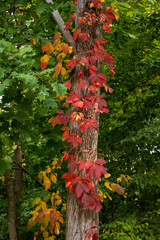 Red Leaves on Ivy Twist Up Tree in Cuyahoga Valley