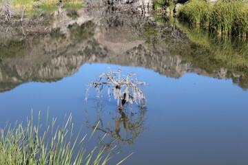 ÁRBOL SOBREVIVIENTE DEL AGUA