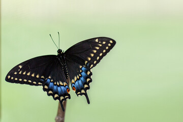 Black swallowtail perched on branch
