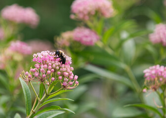 Bee on swamp milkweed