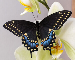 Black swallowtail on orchid