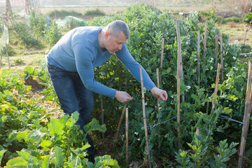 Man gardener attentively working with pea and soy seedlings in greenhouse