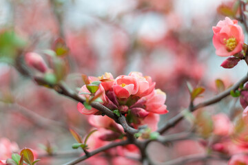 Flowering quince