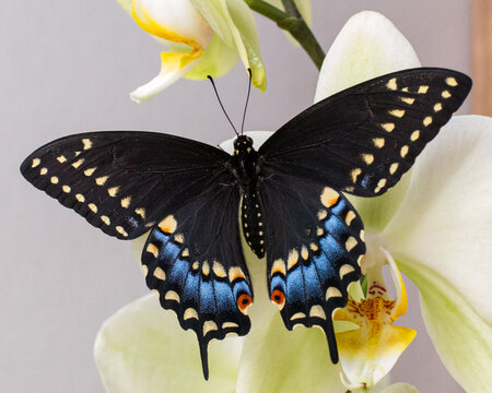 Black Swallowtail On Orchid