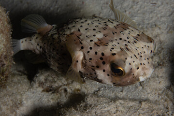 Pufferfish on Caribbean Coral Reef © Peter Clark