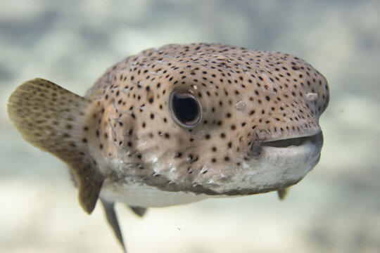 Pufferfish on Caribbean Coral Reef