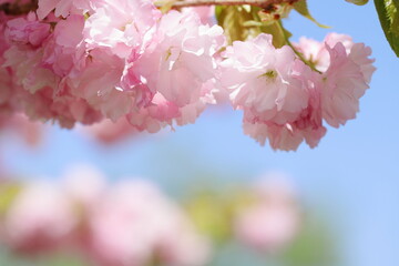 満開の八重桜（八重紅虎の尾）　クローズアップ撮影