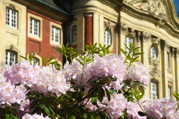 Rhododendron am Münster Schloss