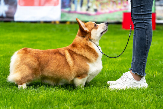 Handler put obedience Welsh corgi Pembroke or Cardigan in the right stance at international dog show, side view. Lovely pet executes command during training.