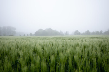 Selective focus and outdoor misty  landscape view fog over grass, rice, meadow, wheat or barley agricultural field. Natural greenery green background. Growth rice field.