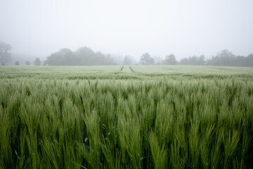 Selective focus and outdoor misty  landscape view fog over grass, rice, meadow, wheat or barley...