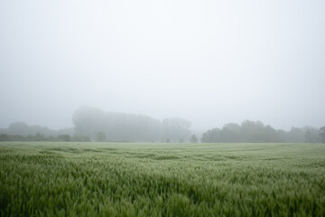 Fototapeta na wymiar Selective focus and outdoor misty landscape view fog over grass, rice, meadow, wheat or barley agricultural field. Natural greenery green background. Growth rice field.