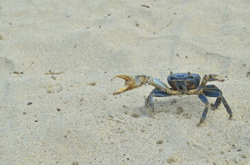 Cangrejo Azul 
