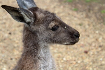 kangaroo in australia