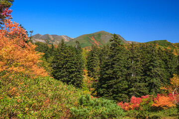 大雪山国立公園高原温泉沼めぐりコースの紅葉