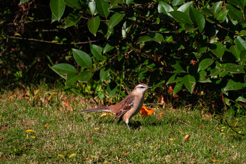  Calandria en el césped del jardin. Canelones, Uruguay