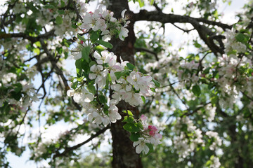 Spring apple flowers background. Spring blooming apple flowers. Spring apple flowers in the garden. Spring flower landscape.