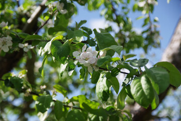 Spring apple flowers background. Spring blooming apple flowers. Spring apple flowers in the garden. Spring flower landscape.