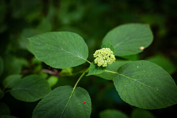 Small red bug on one of the leaves of a bush branch with and a petal in the middle of the image
