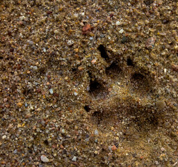 Dog footprint in the sand 