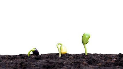 Crops and Crops in fertile soil on white background Cropping and Investment Concepts for Farmers.