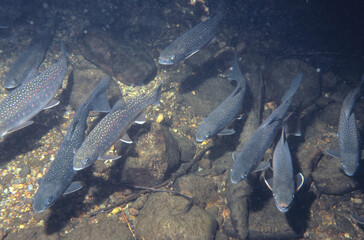 溯上するミヤベイワナの群（北海道・然別湖）
