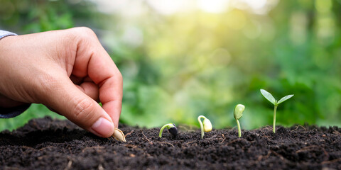 Hands planting plants with seeds and trees growing in the soil in order of germination of plants,...