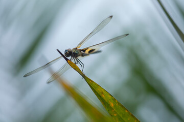 dragonflies on nature plants