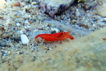 Red pistol snapping shrimp - Alpheus macrocheles