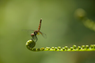 dragonflies on nature plants