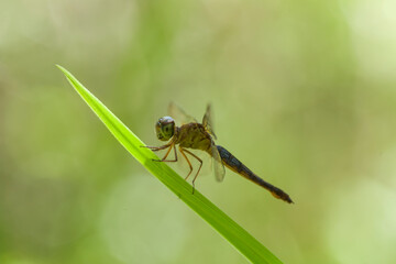 dragonflies on nature plants