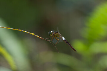 dragonflies on nature plants