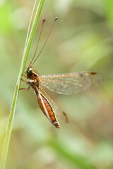 dragonflies on nature plants
