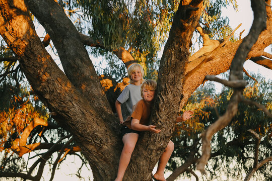 Two boys climbing gum tree in the Australian bush in golden afternoon light