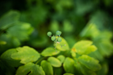 A plant with fruits in green spherical shape