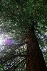 Giant redwood tree view from below to the sky through the branches.