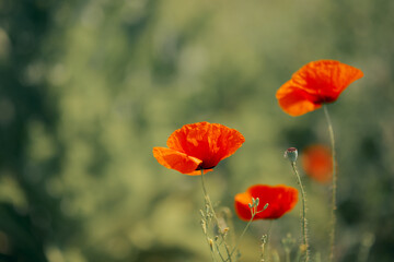 Fototapeta premium Detail of a Poppy Flower Outdoors in Nature