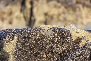 Moluscos na pedra beira mar