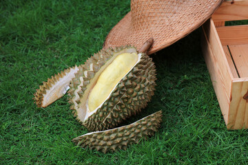 Peeling off yellow durian , deliciouse tropical fruit call durian on green grass at durian farm