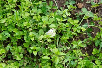 草に止まるモンシロチョウ