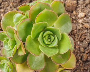 macro detail photo of succulent plant Aeonium