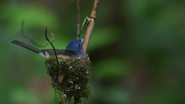 Black-naped Blue Flycatcher, Hypothymis azurea, Thailand; a close up of a female facing to the right while sitting in its nest, looks around, space on the right good for adding text and caption.