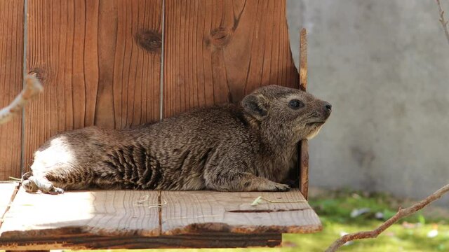 Rock hyrax, also called Cape hyrax taking a short break.