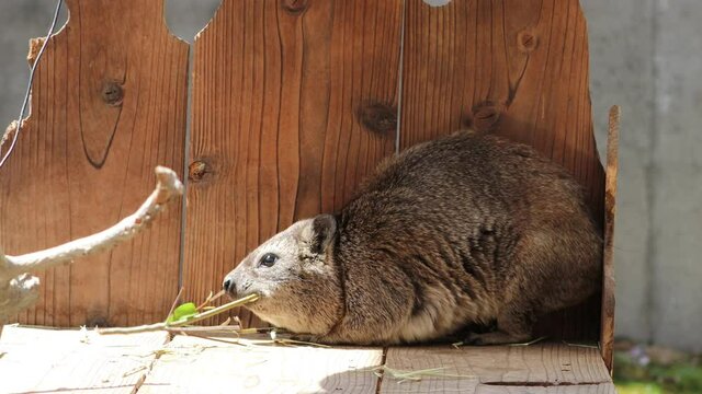 Rock hyrax, also called Cape hyrax eating the leaves.