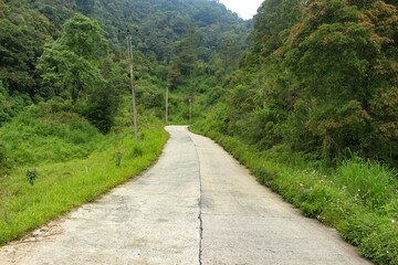 photo of a road that passes through a beautiful and cool natural landscape of tropical forest.