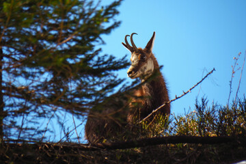 alpine chamois (Rupicapra rupicapra) in the wild