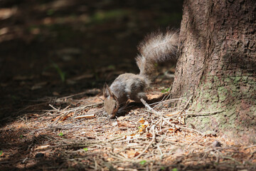 リス，エゾリス