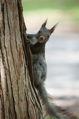 リス，エゾリス